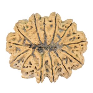 13 Mukhi Rudraksha 42.4mm 14.66gm - Rudraksha back