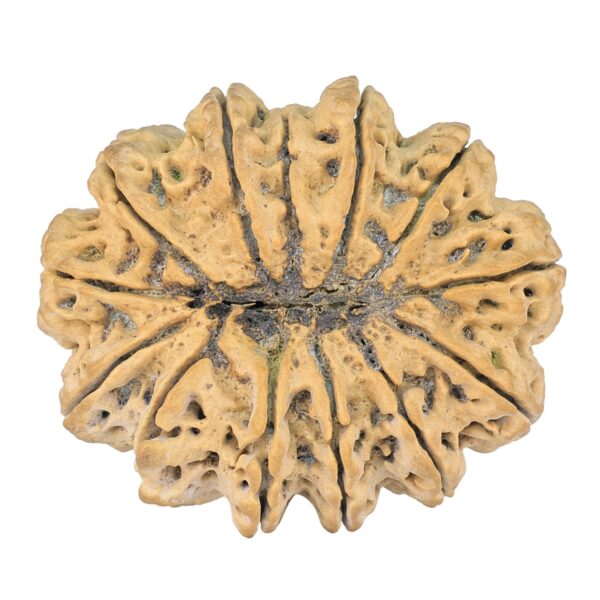 13 Mukhi Rudraksha 42.4mm 14.66gm - Rudraksha back