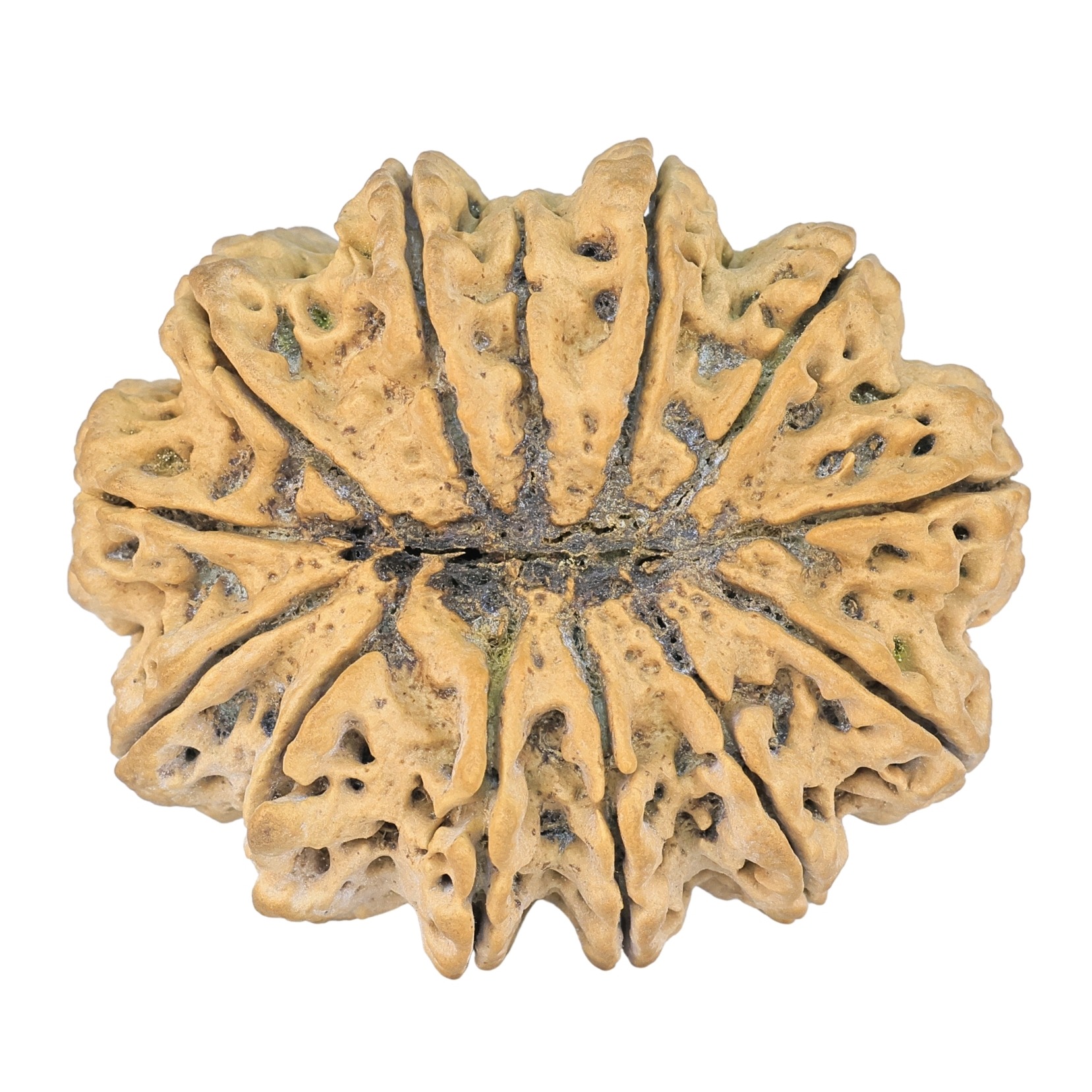13 Mukhi Rudraksha 42.4mm 14.66gm - Rudraksha back