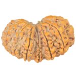 14 Mk Gaurishankar 36.1mm 7.73gm - Rudraksha back