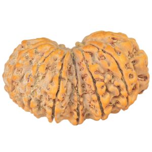 14 Mk Gaurishankar 36.1mm 7.73gm - Rudraksha back