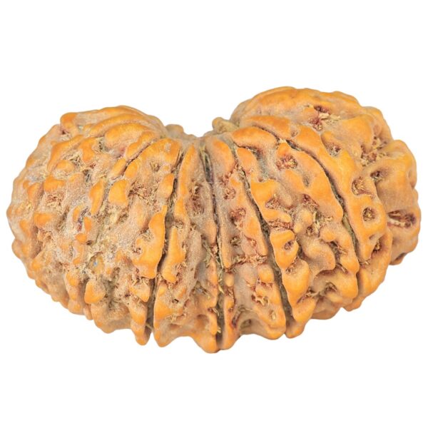 14 Mk Gaurishankar 36.1mm 7.73gm - Rudraksha back