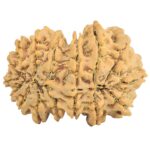 16 MK Gaurishankar 35.2mm 7.19gm - Rudraksha back