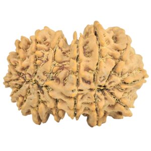 16 MK Gaurishankar 35.2mm 7.19gm - Rudraksha back
