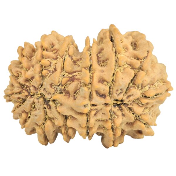 16 MK Gaurishankar 35.2mm 7.19gm - Rudraksha back