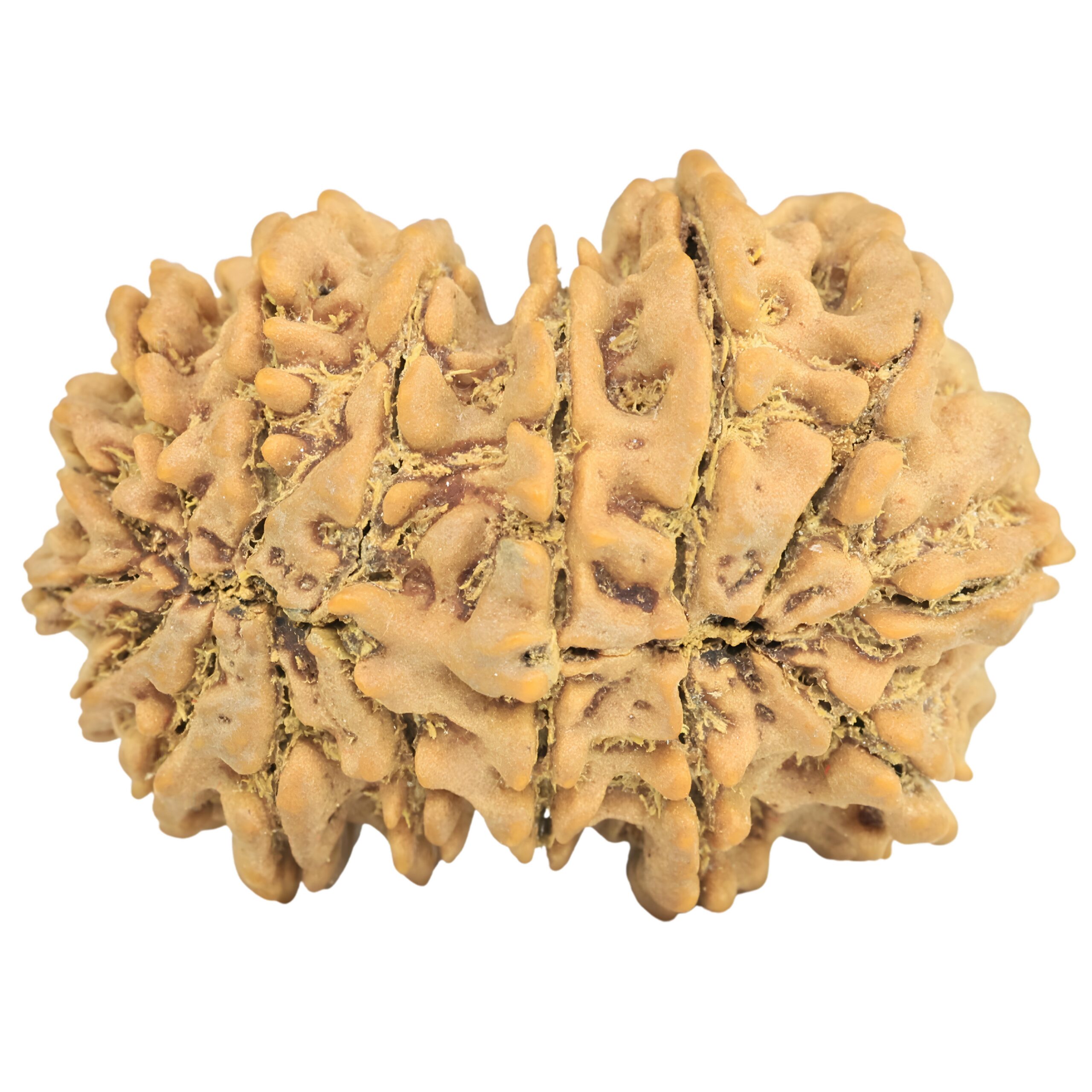 16 MK Gaurishankar 35.2mm 7.19gm - Rudraksha back