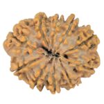 10 Mukhi Rudraksha 24.1mm 3.36gm - Rudraksha back