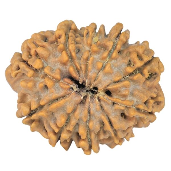 10 Mukhi Rudraksha 24.1mm 3.36gm - Rudraksha back