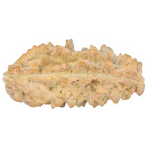 1 Mukhi Rudraksha 38mm 5.59gm - Rudraksha back