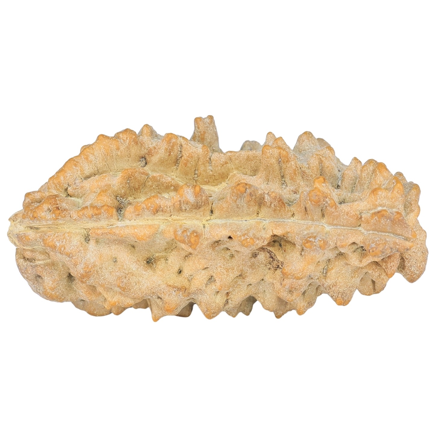 1 Mukhi Rudraksha 38mm 5.59gm - Rudraksha back