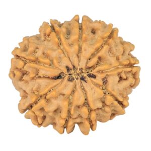 9 Mukhi Rudraksha 23.3mm 3.53gm - Rudraksha back
