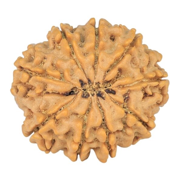 9 Mukhi Rudraksha 23.3mm 3.53gm - Rudraksha back