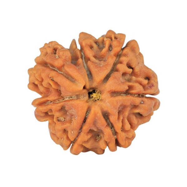 Sawar/Ganesh (6+1) 22.2mm 3.35gm - Rudraksha back