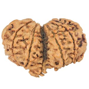 12 MK Mini Trijuti & Ganesh 34.6mm 6.26gm - Rudraksha back