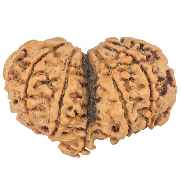 12 MK Mini Trijuti & Ganesh 34.6mm 6.26gm - Rudraksha back