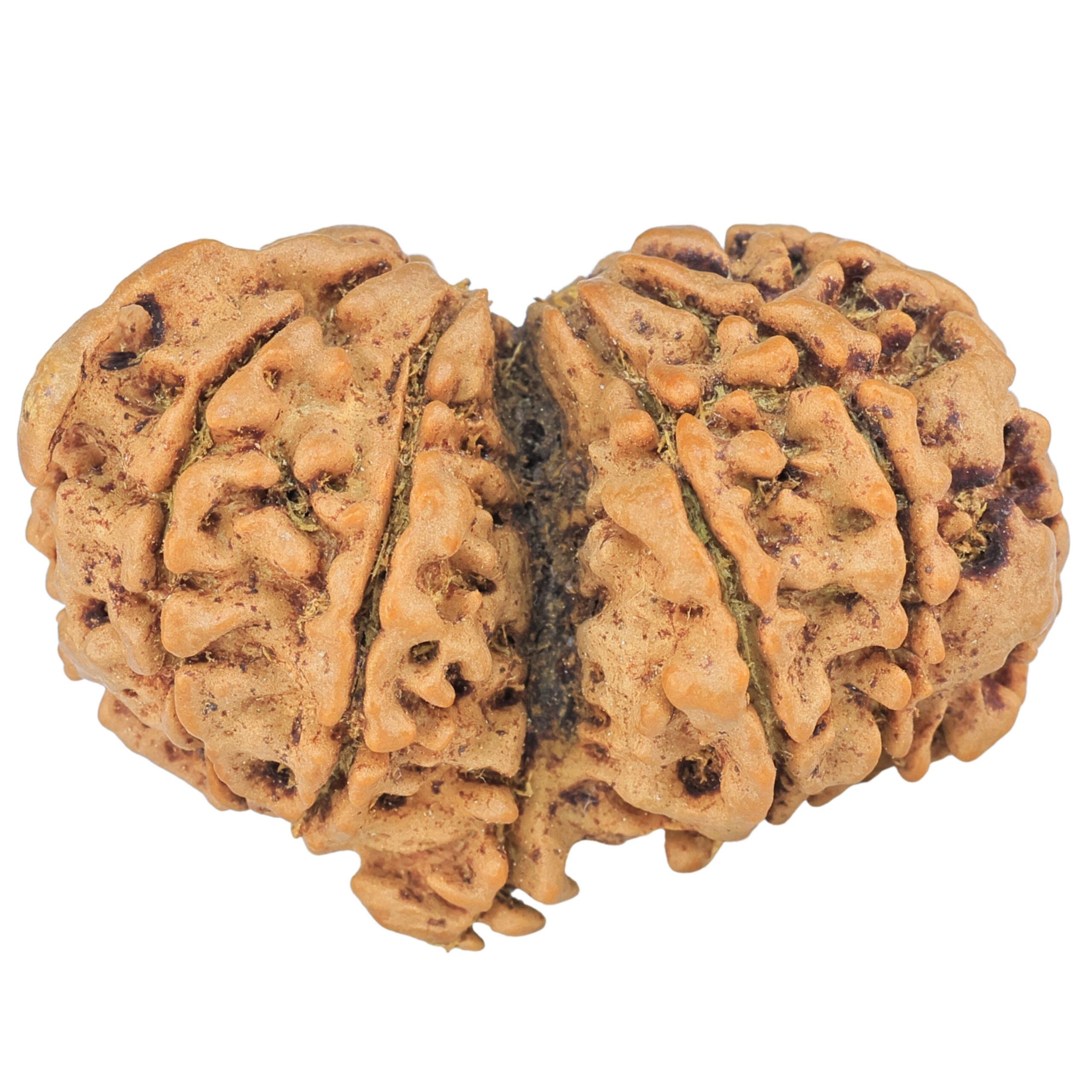 12 MK Mini Trijuti & Ganesh 34.6mm 6.26gm - Rudraksha back