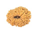 14 Mukhi Rudraksha 22.6mm 2.68gm - Rudraksha back