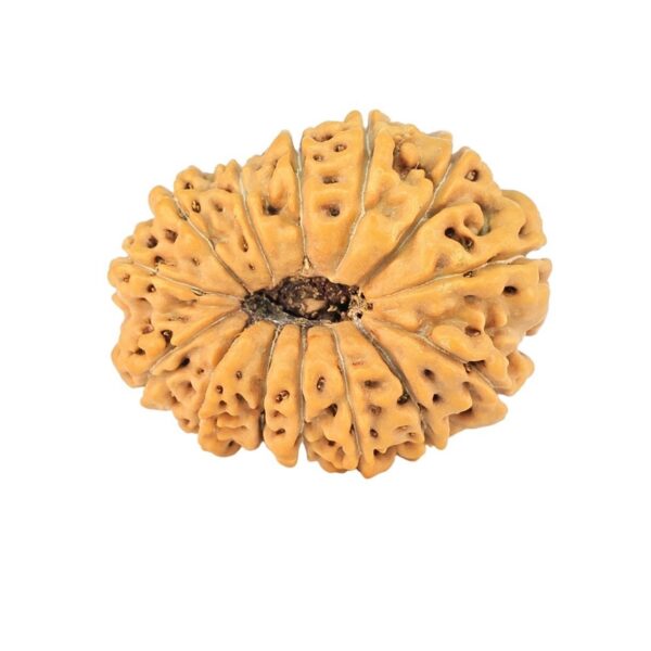 14 Mukhi Rudraksha 22.6mm 2.68gm - Rudraksha back