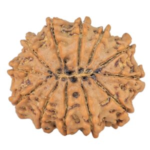 12 Mukhi Rudraksha 29mm 5.78gm - Rudraksha back