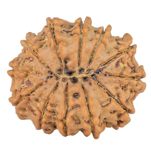 12 Mukhi Rudraksha 29mm 5.78gm - Rudraksha back