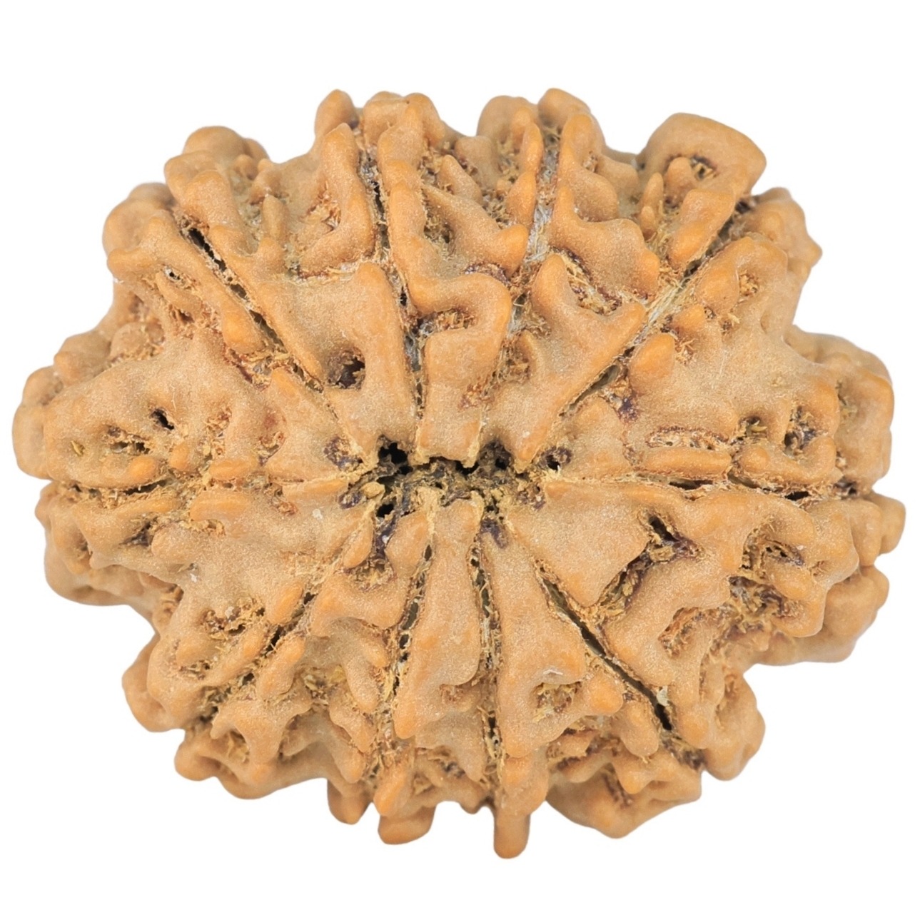 10 Mukhi Rudraksha 26.9mm 4.55gm - Rudraksha back