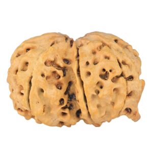 8 Mukhi G.S & Ganesh 29.6mm 4.34gm - Rudraksha back