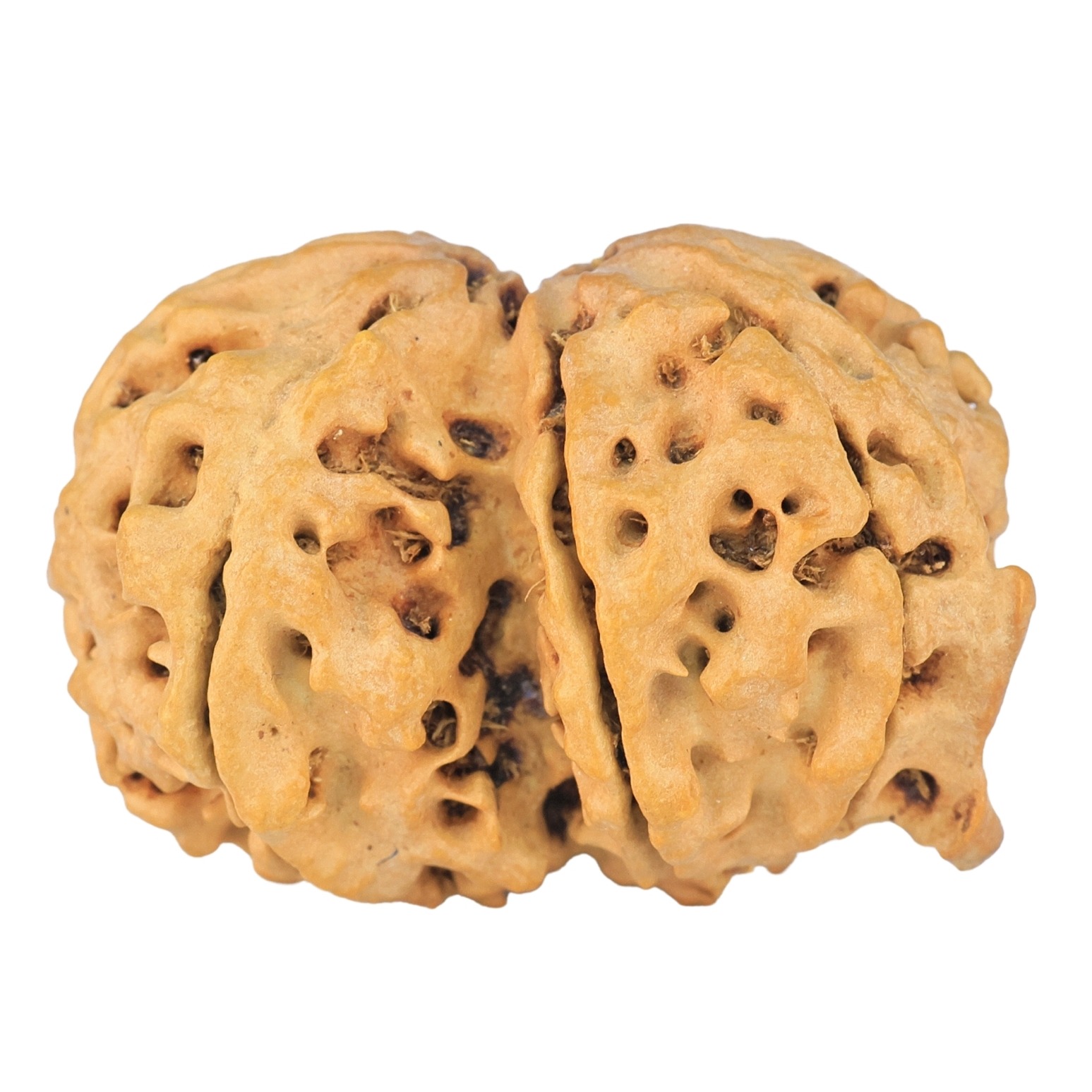 8 Mukhi G.S & Ganesh 29.6mm 4.34gm - Rudraksha back