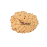 14 Mukhi Rudraksha 15.3mm 1gm - Rudraksha back