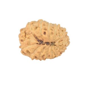 14 Mukhi Rudraksha 15.3mm 1gm - Rudraksha back