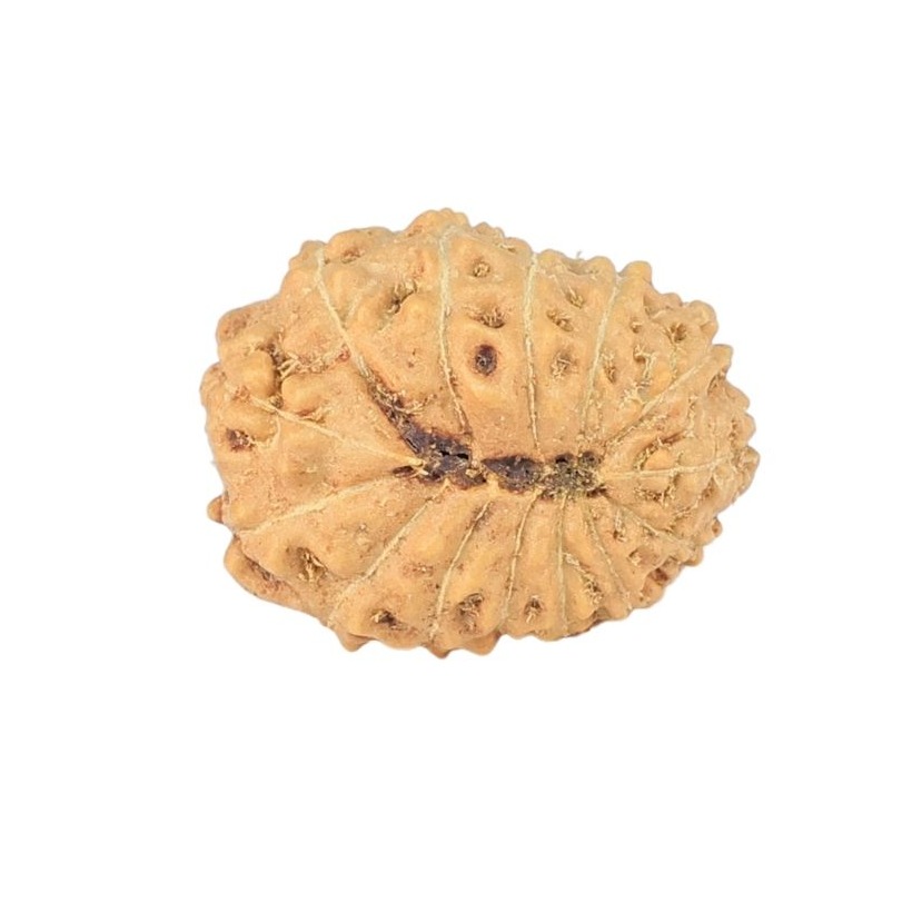 14 Mukhi Rudraksha 15.3mm 1gm - Rudraksha back