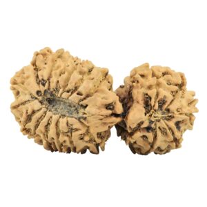 20 MK Gaurishankar 37.8mm 5gm - Rudraksha back