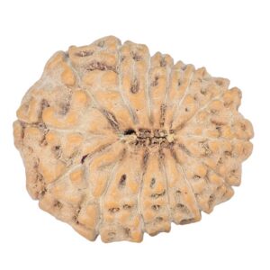 14 Mukhi Rudraksha 23.8mm 3.71gm - Rudraksha back