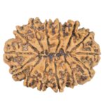 14 Mukhi Rudraksha 34.1mm 6.8gm - Rudraksha back
