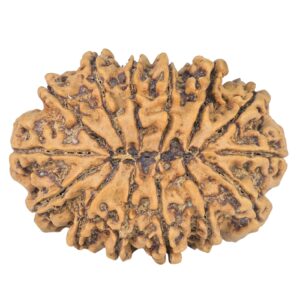 14 Mukhi Rudraksha 34.1mm 6.8gm - Rudraksha back