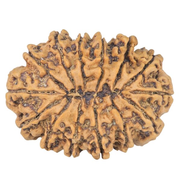 14 Mukhi Rudraksha 34.1mm 6.8gm - Rudraksha back