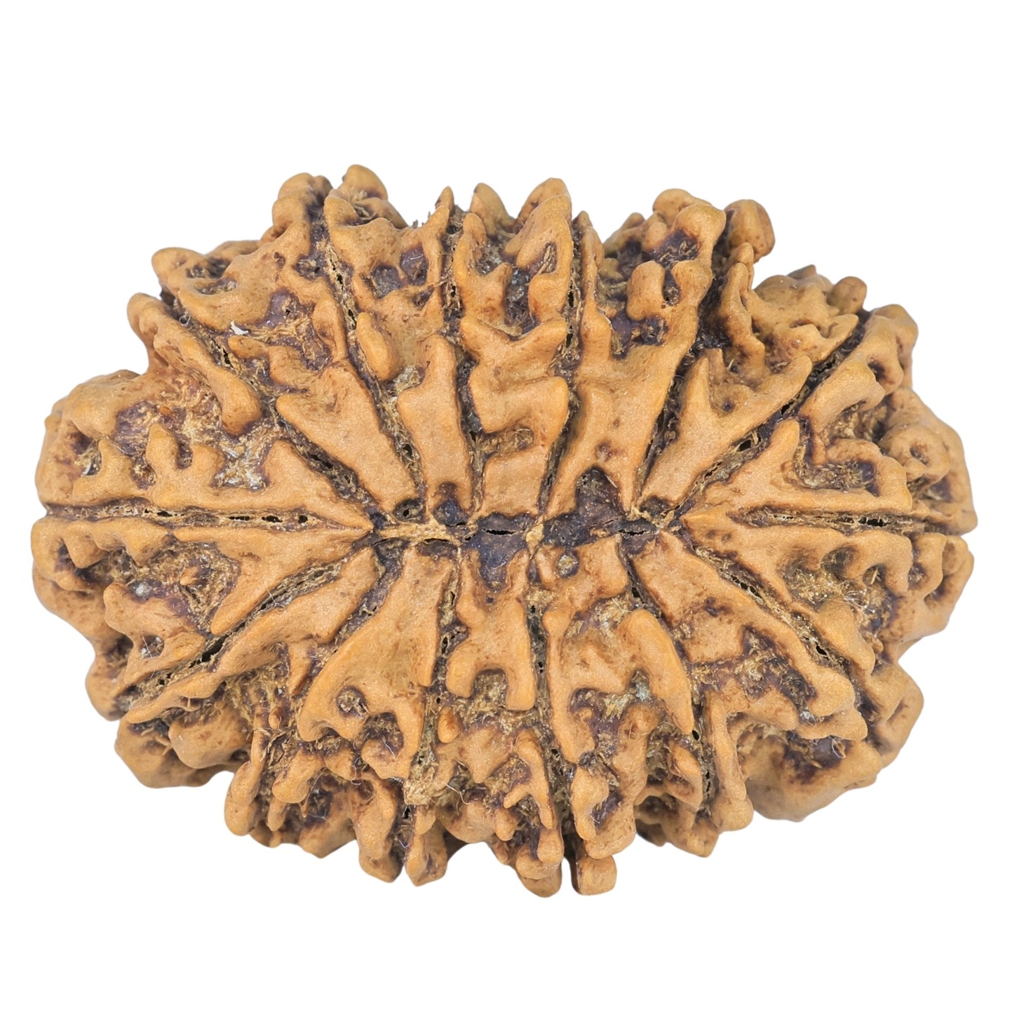 14 Mukhi Rudraksha 34.1mm 6.8gm - Rudraksha back