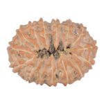 15 Mukhi Rudraksha 24.5mm 3.3gm - Rudraksha back