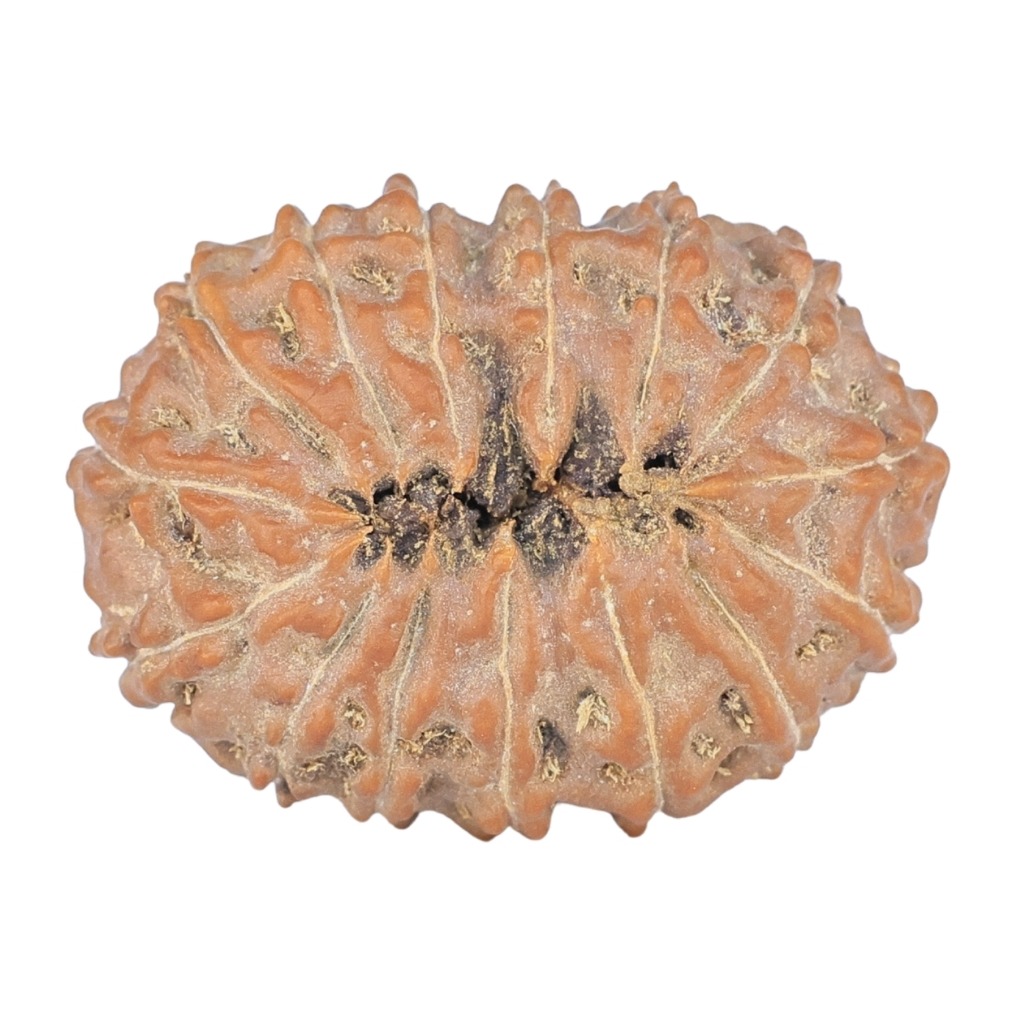 15 Mukhi Rudraksha 24.5mm 3.3gm - Rudraksha back