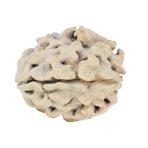 1 Mukhi Rudraksha 19mm 2.34gm - Rudraksha back