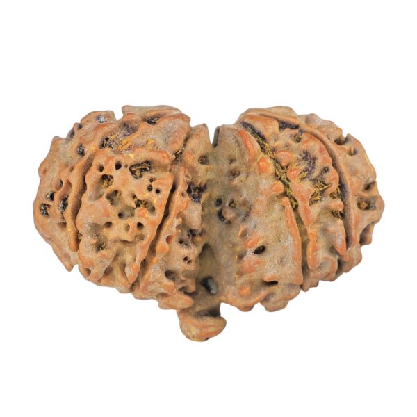 8 Mukhi G.S & Ganesh 32.1mm 4.67gm - Rudraksha back
