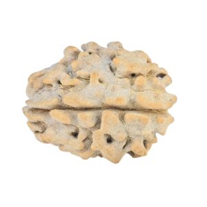 1 Mukhi Rudraksha 16.7mm 1.31gm - Rudraksha back