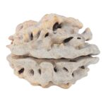 1 Mukhi Rudraksha 22mm 2.84gm - Rudraksha back