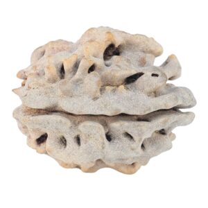 1 Mukhi Rudraksha 22mm 2.84gm - Rudraksha back
