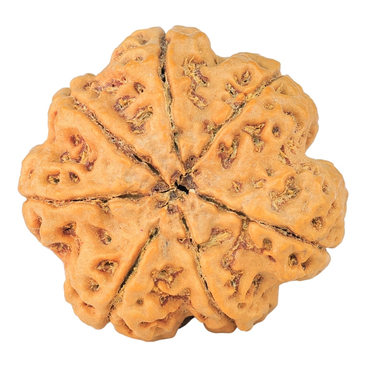 7 Mukhi Rudraksha 28.2mm 6.76gm - Rudraksha back