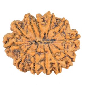12 Mukhi Rudraksha 29.6mm 5.26gm - Rudraksha back