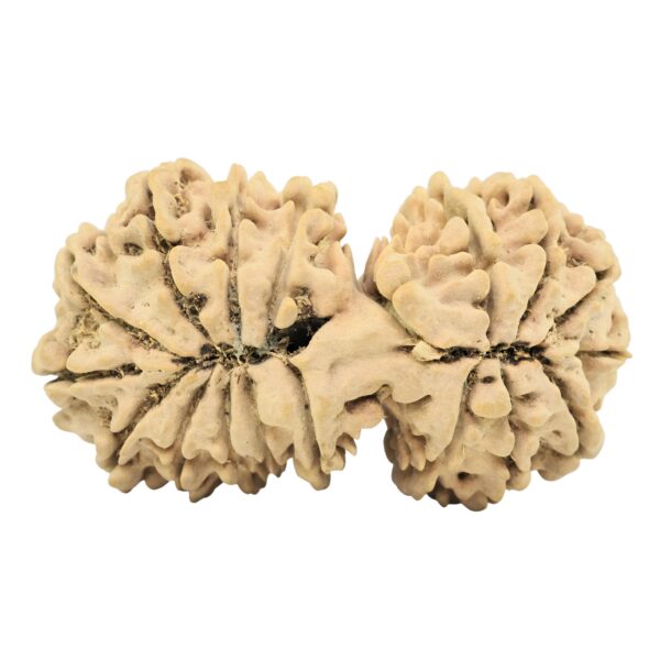 18 MK Gaurishankar 39.6mm 6.33gm - Rudraksha back