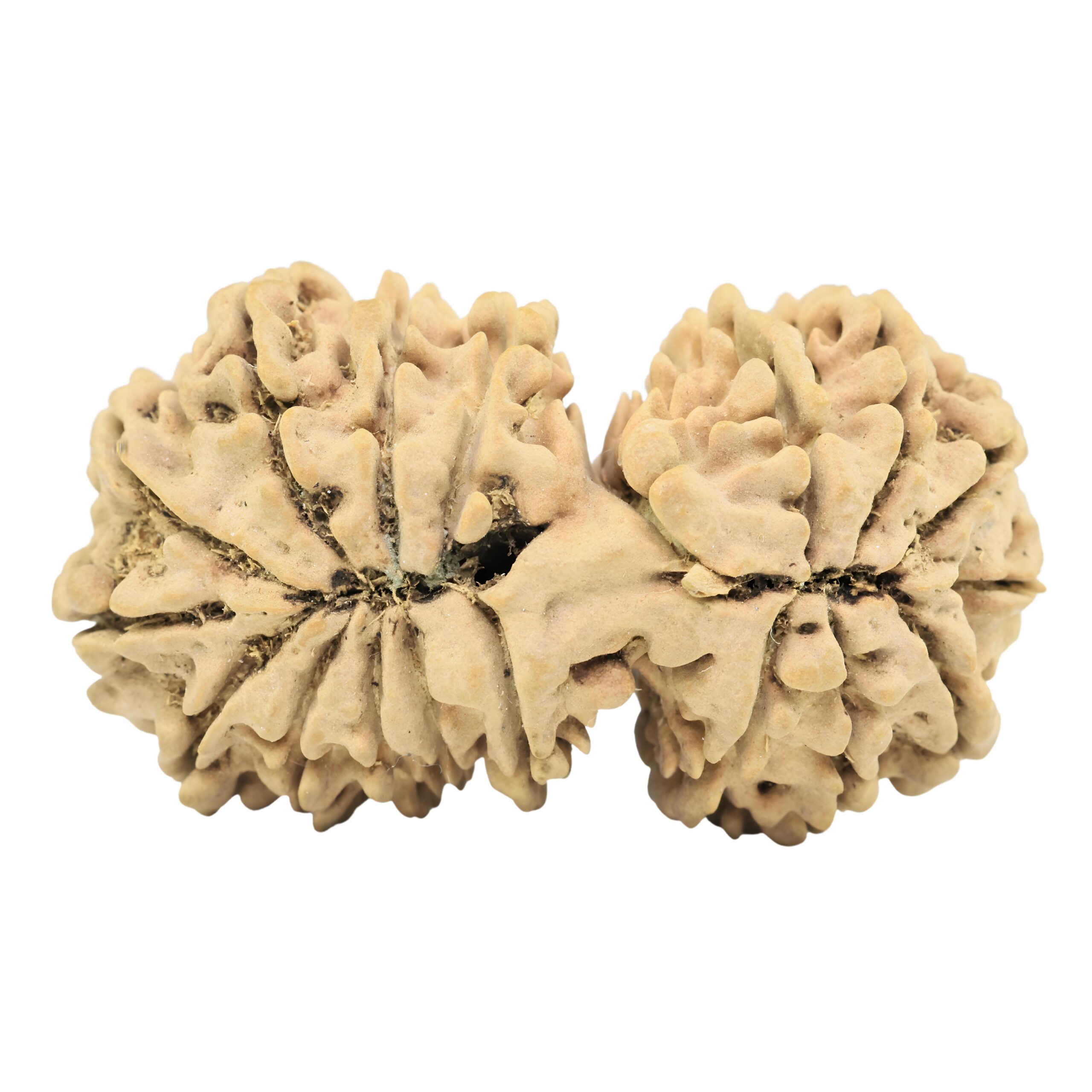 18 MK Gaurishankar 39.6mm 6.33gm - Rudraksha back