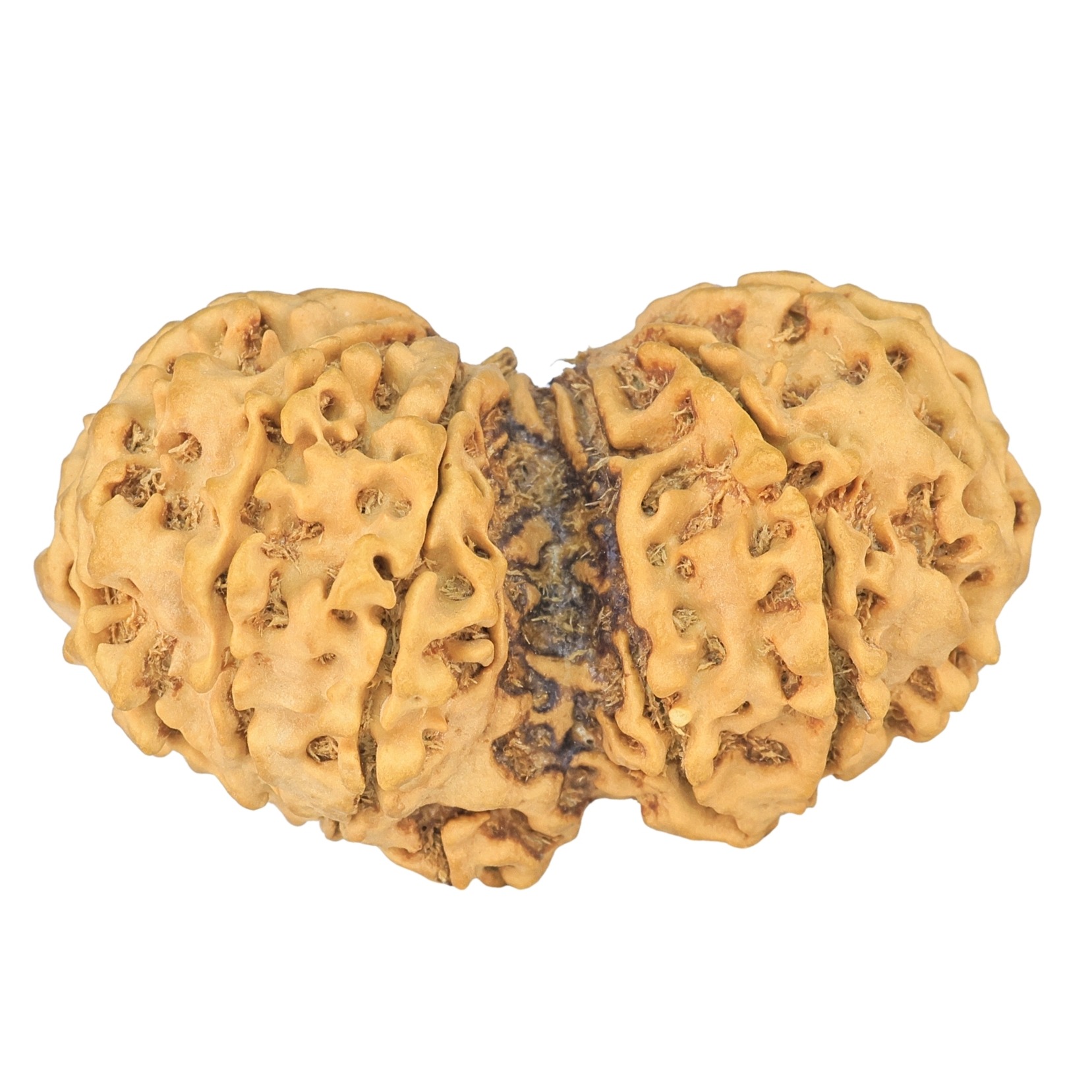 12 MK Gaurishankar 43.6mm 8.81gm - Rudraksha back