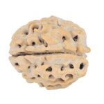 1 Mukhi Rudraksha 17.5mm 2.13gm - Rudraksha back