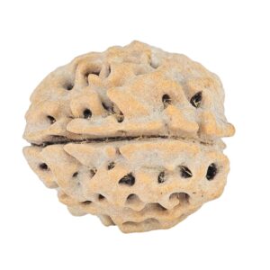 1 Mukhi Rudraksha 17.5mm 2.13gm - Rudraksha back